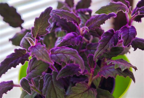 How to Grow and Care for Purple Passion Plant